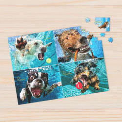 Underwater Dogs:  Pool Pawty Dogs