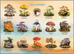 Mushrooms of North Carolina United States