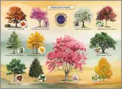 Native Trees of Virginia United States