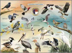 Coastal Birds of North Carolina Birds