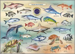 Aquatic Life of Virginia United States