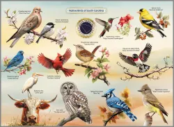 Native Birds of South Carolina United States