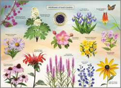 Wildflowers of South Carolina United States
