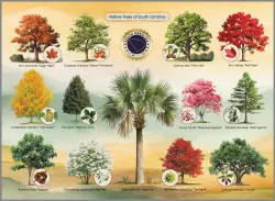 Native Trees of South Carolina United States
