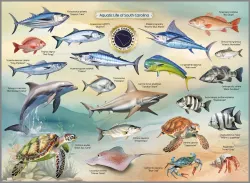 Aquatic Life of South Carolina United States