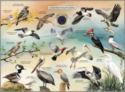 Coastal Birds of South Carolina Birds