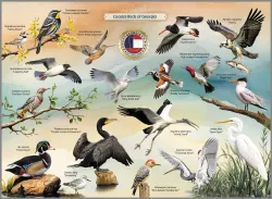 Coastal Birds of Georgia - Scratch and Dent Birds