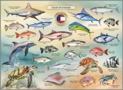 Aquatic Life of Georgia - Scratch and Dent United States