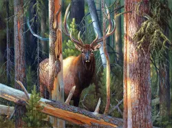 The Recluse Forest Animal
