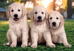 Pzl 2X60 Noli Brothers In Fur Cats