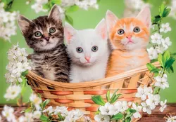 Pzl 2X60 Noli Brothers In Fur Cats