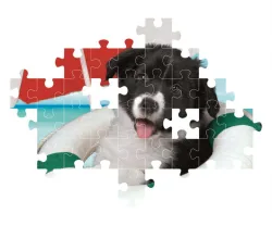 SuperColor Series 104 - Sunny Beach Dogs