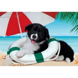 Noli Sunny Beach  Dogs