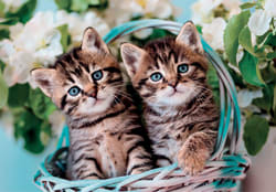 Noli Lovely Kitty Twins Cats