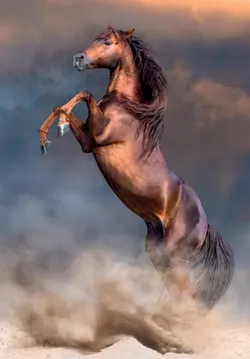 Wild Red Stallion Horse