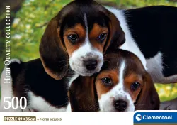 Close Together - Compact Box Dogs