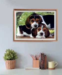 Close Together - Compact Box Dogs