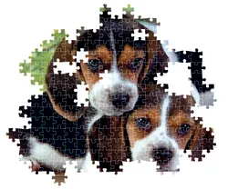 Close Together - Compact Box Dogs