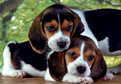 Close Together - Compact Box Dogs