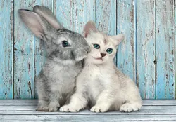 Cat & Bunny - Compact Box Animals