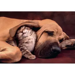 Cuddles - Compact Box Cats