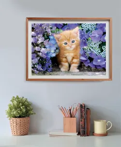 Ginger Cat - Compact Box Cats