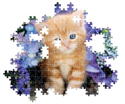 Ginger Cat - Compact Box Cats