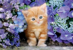 Ginger Cat - Compact Box Cats