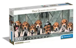 Beagles - Compact Box Dogs