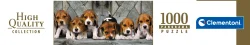 Beagles - Compact Box Dogs