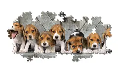 Beagles - Compact Box Dogs