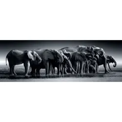 Herd Of Giants - Compact Box Jungle Animals