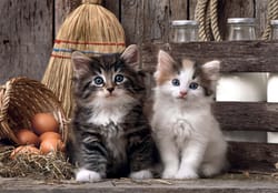 Lovely Kittens - Compact Box Cats