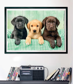 Three Labs - Compact Box Cats
