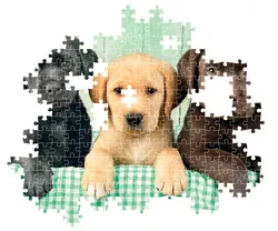 Three Labs - Compact Box Cats