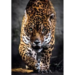 Walk Of The Jaguar - Compact Box Big Cats