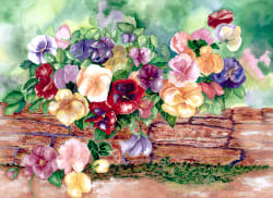 Pansies In Spring Time Flower & Garden