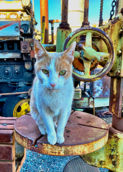 King Of The Junkyard Cats