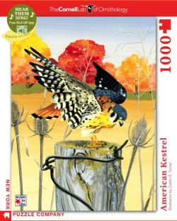 American Kestrel Birds