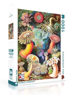 Sea Anemones Sea Life