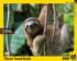 Three Toed Sloth Jungle Animals Jigsaw Puzzle