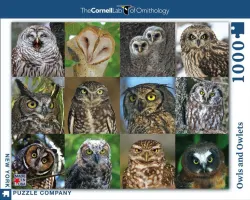Owls and Owlets Birds