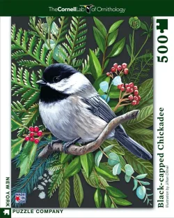 Black-capped Chickadee Birds