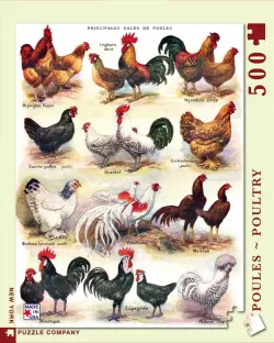 Poules Poultry Farm Animal
