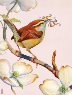 Carolina Wren Birds
