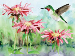 Ruby-throated Hummingbird Birds