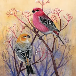 Pine Grosbeaks Birds