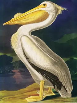 Majestic Pelican Birds
