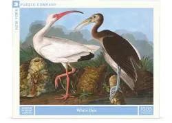 White Ibis Birds