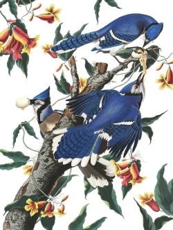Blue Jays Birds